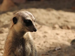Zoo de Barcelona 16-10-11 052