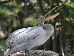 Zoo de Barcelona 16-10-11 003
