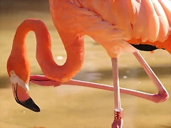 Zoo de Barcelona 16-10-11 014