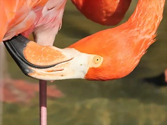 Zoo de Barcelona 16-10-11 024