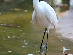 Zoo de Barcelona 16-10-11 013