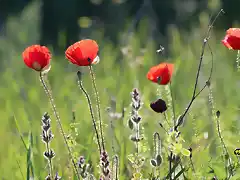 campo de amapolas, marca