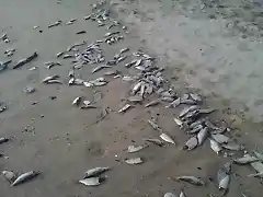 peces muertos