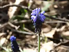 Ag?elicos (Muscari neglectum)