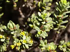 Uva de gato (Sedum acre)