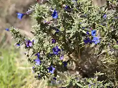 Murajes (Anagallis arvensis arvensis)