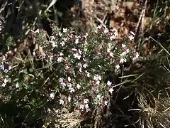 Tomillo Thymus vulgaris)