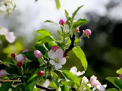 09, cerezo en flor, marca