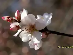 24, flor del almendro, marca 2