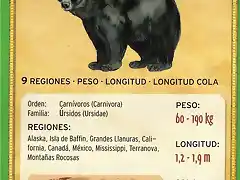 oso negro americano