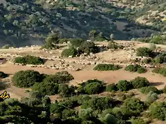 18, LAS OVEJAS CAMINO DEL RO 2, MARCA