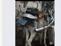 burro escape