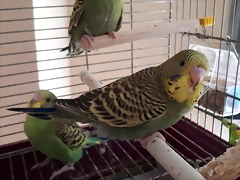 20180720_113345 20180720_113345