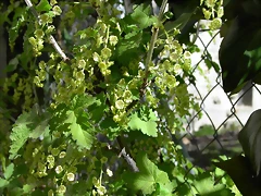 Navafría: primavera verano 2006 11