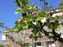 Navafría: primavera verano 2006 35