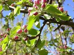 Navafría: primavera verano 2006 36