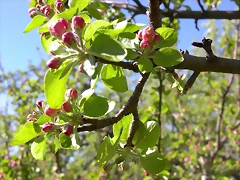 Navafría: primavera verano 2006 37