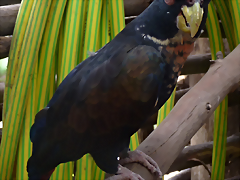 Pionus chalcopterus 3 (6-10-23 Bioparque Amaru) Pionus chalcopterus 3 (6-10-23 Bioparque Amaru)