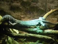 Varanus macraei (11-8-13 Zoo de Plzen) Varanus macraei (11-8-13 Zoo de Plzen)