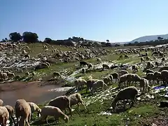 ovejas de fermn1