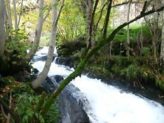 DSCN6078 DSCN6078