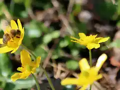 18, abejas trabajando, marca