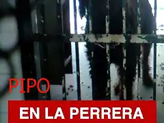 PIPO perrera de Mairena