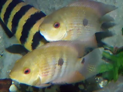 Heroina isonycterina Heroina isonycterina