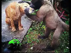 Orangutan besa a un perro