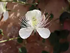 flor de la alcaparra