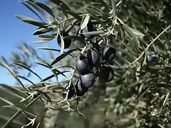 aceituna