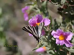 20, mariposa en flor, marca2