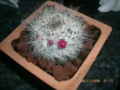 Mammillaria hahniana