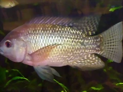Oreochromis schweibischi (3-8-17 K?nig Museum) Oreochromis schweibischi (3-8-17 K?nig Museum)