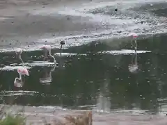 14, flamencos en el observatorio, marca