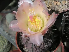 Tephrocactus geometricus