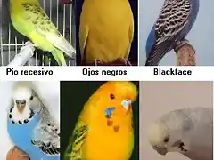 tipos de pericos