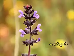 20, flor morada, marca