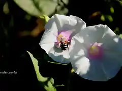 07, campanillas blancas, marca blanca