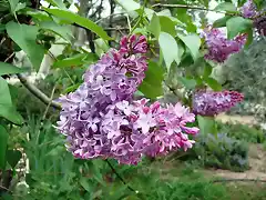 lilas