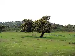 chaparro de forma curiosa