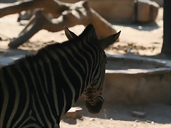 Zoo de Barcelona 02-07-2010 051