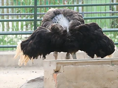 Zoo de Barcelona 489