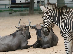 Zoo de Barcelona 553