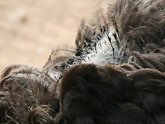 Zoo de Barcelona 498