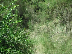 PICT0087
