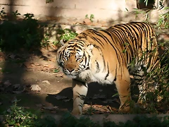 Zoo de Barcelona 05-11-10 027