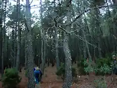 El bosque encantado