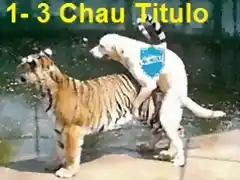 tigre-vs-perro1