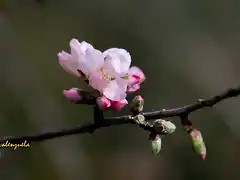 flor del amendro,  marca